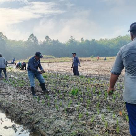 RAKAT MUFAKAT WARGA DESA BAWAHAN SEBERANG TANAM PADI SIAP PANEN PERSIAPAN ACARA KEAGAMAAN